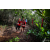 Team 52 / Raid Amazones Vietnam 2019 - J5 Trek