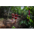 Team 94 / Raid Amazones Vietnam 2019 - J5 Trek