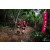 Team 72 / Raid Amazones Vietnam 2019 - J5 Trek