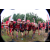 Team 129 / Raid Amazones Vietnam 2019 - J5 Trek