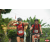 Raid Amazones Vietnam