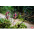 Raid Amazones Vietnam