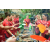 Raid Amazones Vietnam