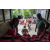 Raid Amazones Sri Lanka 2022