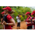 Raid Amazones Sri Lanka 2022 - J1 Trail