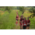 Team 32 / Raid Amazones Sri Lanka 2022 - J1 Trail