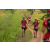 Team 27 / Raid Amazones Sri Lanka 2022 - J1 Trail