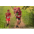 Team 60 / Raid Amazones Sri Lanka 2022 - J1 Trail