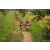 Team 15 / Raid Amazones Sri Lanka 2022 - J1 Trail