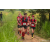 Team 336 / Raid Amazones Sri Lanka 2022 - J1 Trail