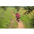 Team 39 / Raid Amazones Sri Lanka 2022 - J1 Trail