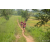 Team 70 / Raid Amazones Sri Lanka 2022 - J1 Trail