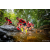 Team 307 / Raid Amazones Sri Lanka 2022 - J1 Trail