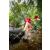 Team 43 / Raid Amazones Sri Lanka 2022 - J1 Trail