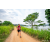 Team 40 / Raid Amazones Sri Lanka 2022 - J1 Trail