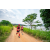 Team 06 / Raid Amazones Sri Lanka 2022 - J1 Trail