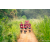 Team 36 / Raid Amazones Sri Lanka 2022 - J1 Trail