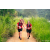 Team 17 / Raid Amazones Sri Lanka 2022 - J1 Trail