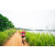 Team 90 / Raid Amazones Sri Lanka 2022 - J1 Trail