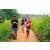 Team 86 / Raid Amazones Sri Lanka 2022 - J1 Trail