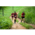 Team 324 / Raid Amazones Sri Lanka 2022 - J1 Trail