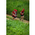 Team 306 / Raid Amazones Sri Lanka 2022 - J1 Trail