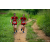 Team 67 / Raid Amazones Sri Lanka 2022 - J1 Trail