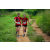 Team 67 / Raid Amazones Sri Lanka 2022 - J1 Trail