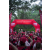 Raid Amazones Sri Lanka 2022 - J1 Trail