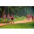 Team 322 / Raid Amazones Sri Lanka 2022 - J1 Trail