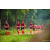Team 336 / Raid Amazones Sri Lanka 2022 - J1 Trail