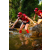 Team 335 / Raid Amazones Sri Lanka 2022 - J1 Trail