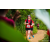 Team 338 / Raid Amazones Sri Lanka 2022 - J1 Trail