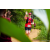 Team 338 / Raid Amazones Sri Lanka 2022 - J1 Trail