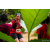 Team 338 / Raid Amazones Sri Lanka 2022 - J1 Trail