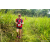 Team 56 / Raid Amazones Sri Lanka 2022 - J1 Trail