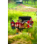 Team 31 / Raid Amazones Sri Lanka 2022 - J1 Trail