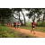Team 310 / Raid Amazones Sri Lanka 2022 - J1 Trail