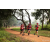 Team 324 / Raid Amazones Sri Lanka 2022 - J1 Trail