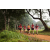 Team 319 / Raid Amazones Sri Lanka 2022 - J1 Trail