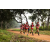 Team 339 / Raid Amazones Sri Lanka 2022 - J1 Trail