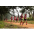 Team 336 / Raid Amazones Sri Lanka 2022 - J1 Trail