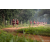 Team 06 / Raid Amazones Sri Lanka 2022 - J1 Trail