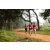 Team 58 / Raid Amazones Sri Lanka 2022 - J1 Trail