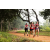 Team 58 / Raid Amazones Sri Lanka 2022 - J1 Trail