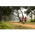 Team 69 / Raid Amazones Sri Lanka 2022 - J1 Trail