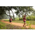 Team 70 / Raid Amazones Sri Lanka 2022 - J1 Trail