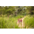 Team 56 / Raid Amazones Sri Lanka 2022 - J1 Trail