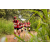 Raid Amazones Sri Lanka 2022 - J1 Trail