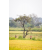 Team 42 / Raid Amazones Sri Lanka 2022 - J1 Trail